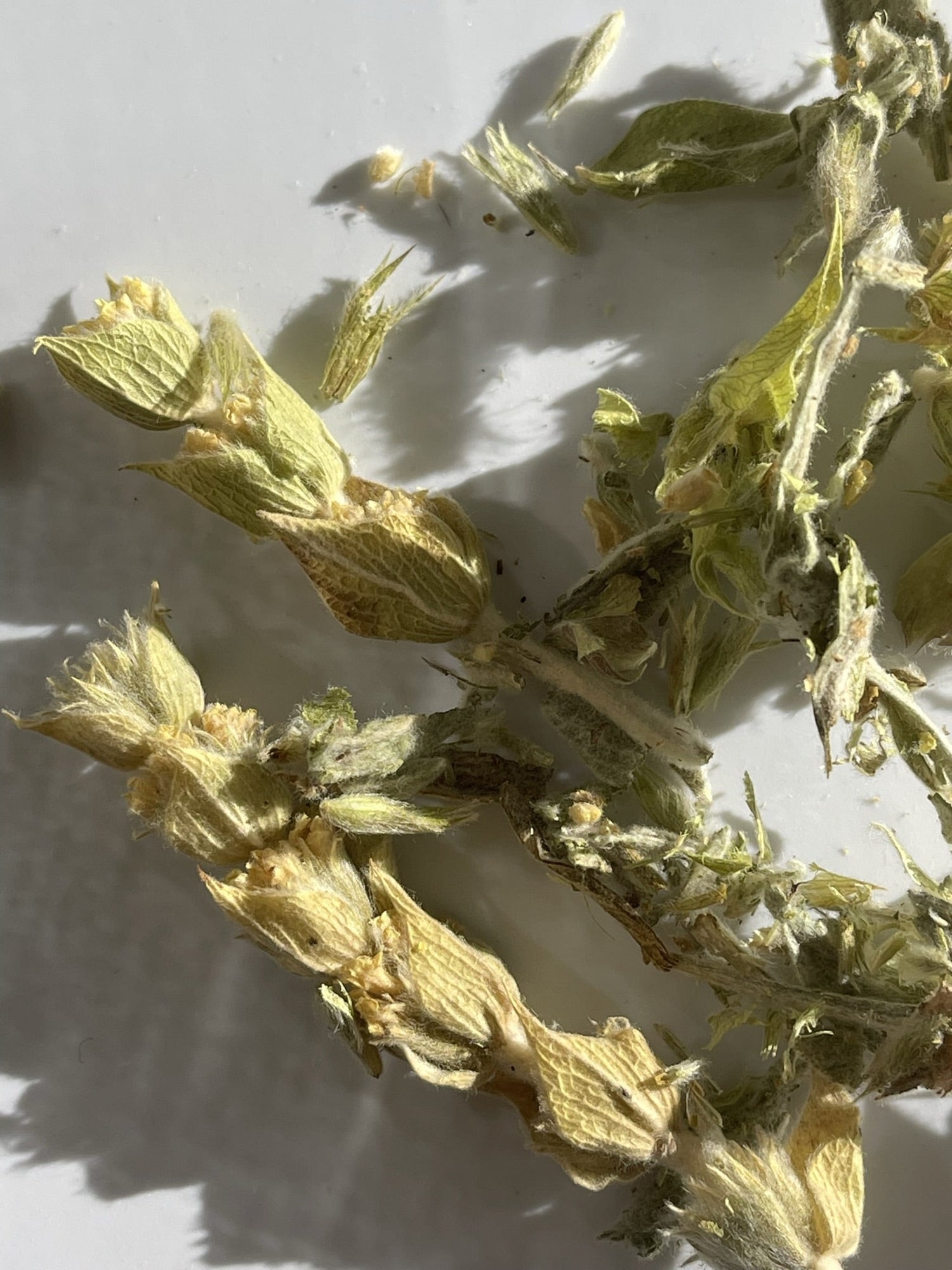 wild crafted greek mountain tea