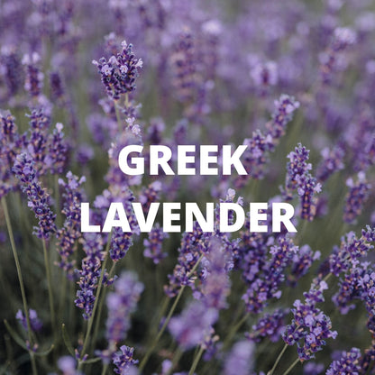 Calm Tea - Greek Lavender