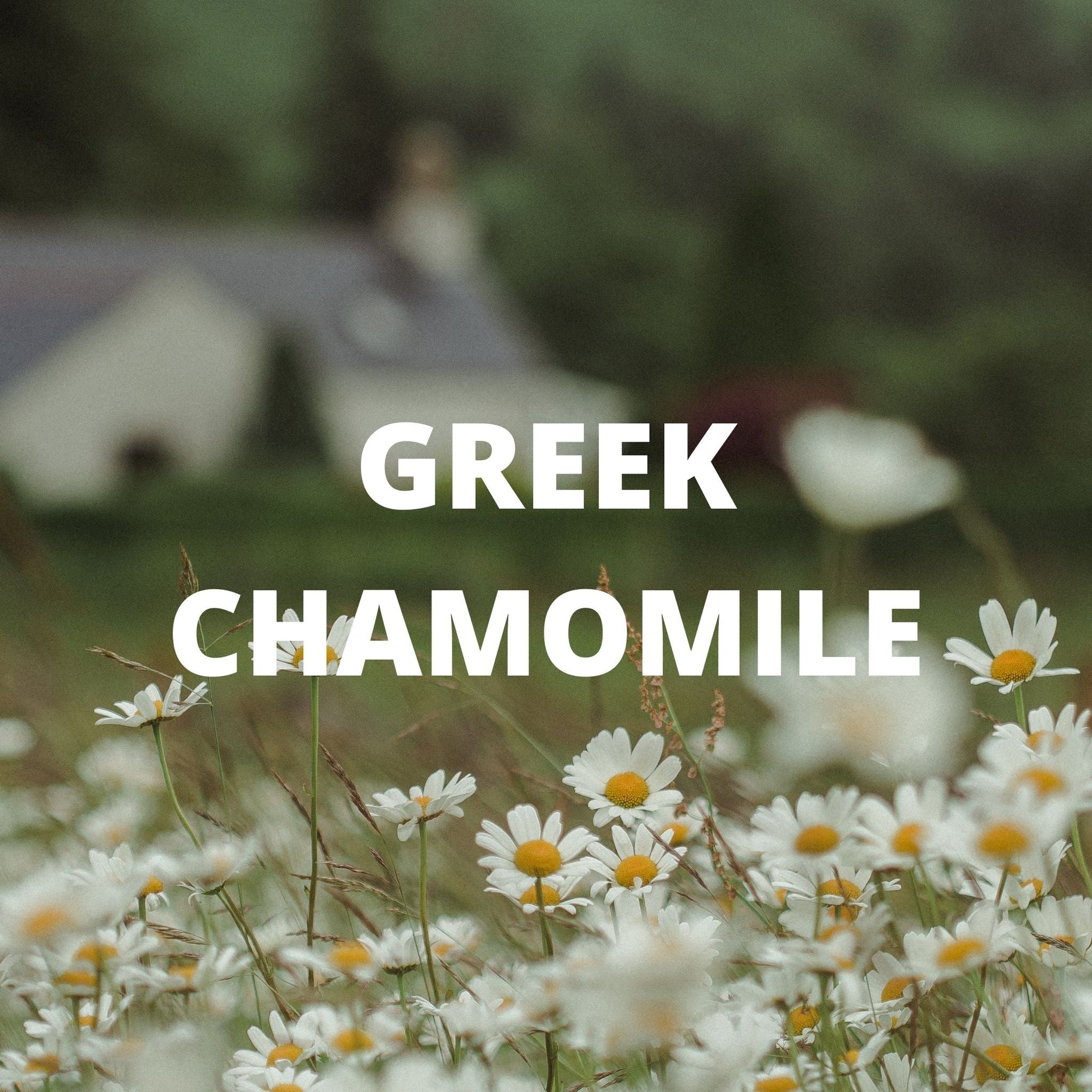 Calm Tea - Greek Chamomile