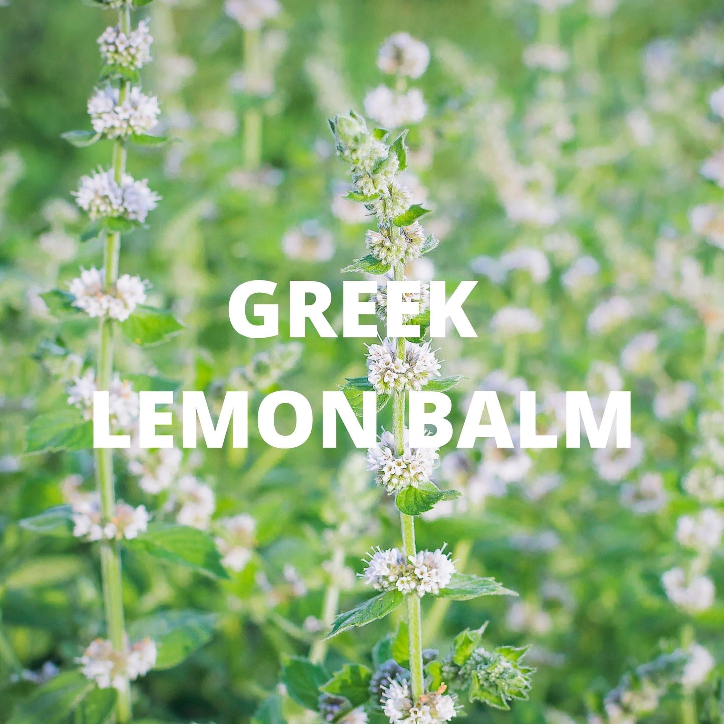 Calm Tea - Greek Lemon Balm
