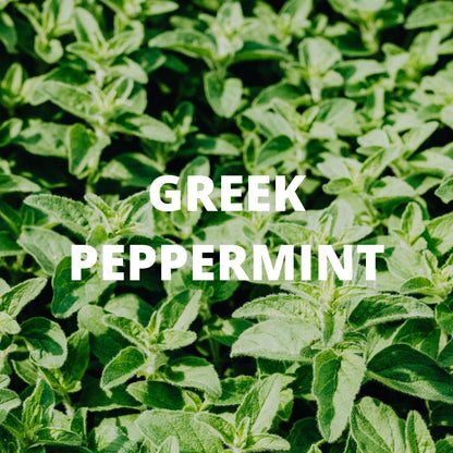 Digestion Tea - Greek Peppermint