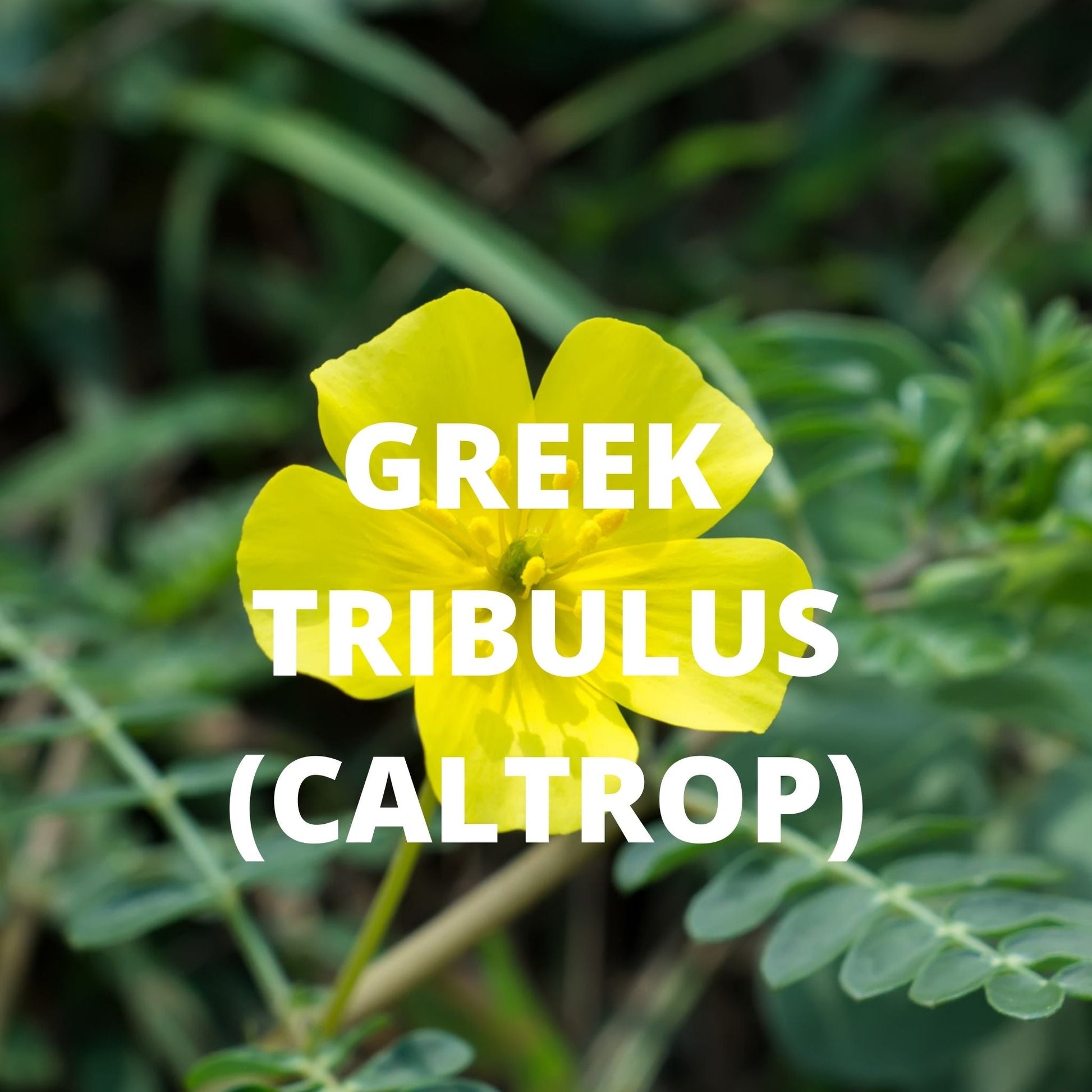 Greek tribulus