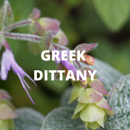 greek dittany