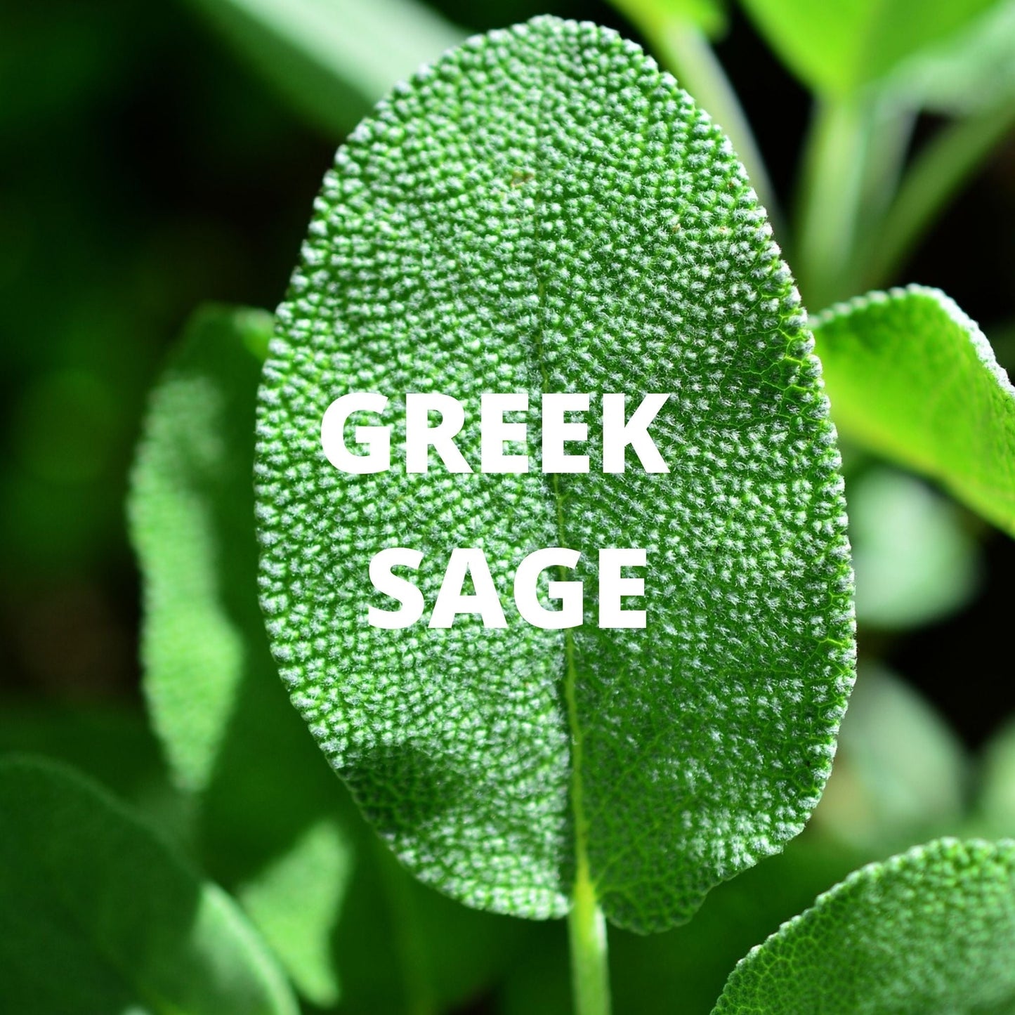 Focus Tea - Greek Sage