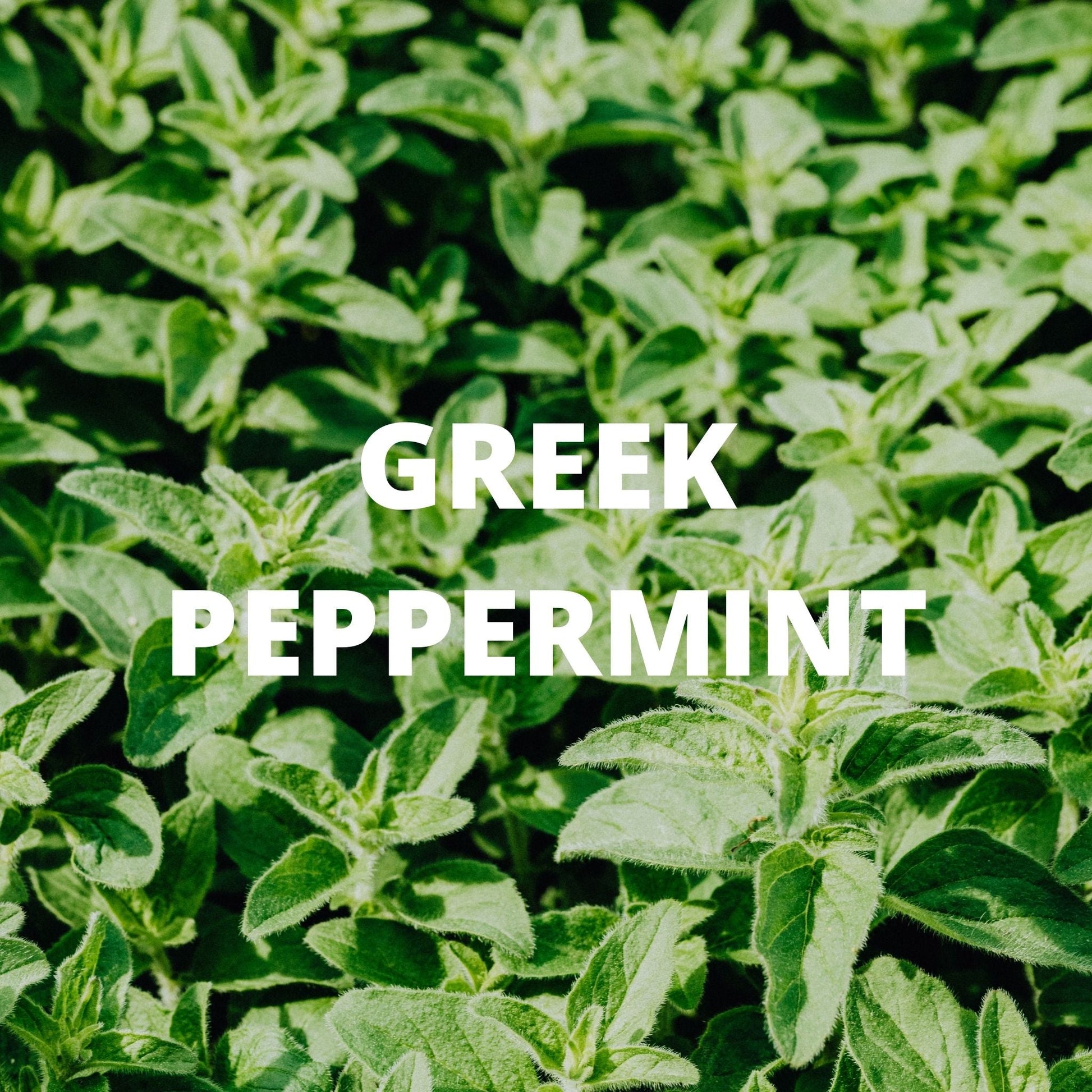 Focus Tea - Greek Peppermint
