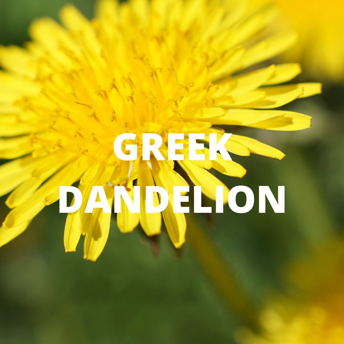 Greek Dandelion
