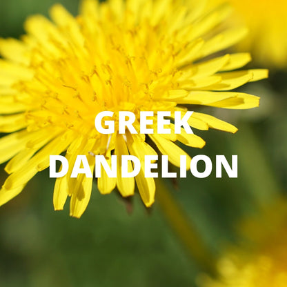 Greek Dandelion