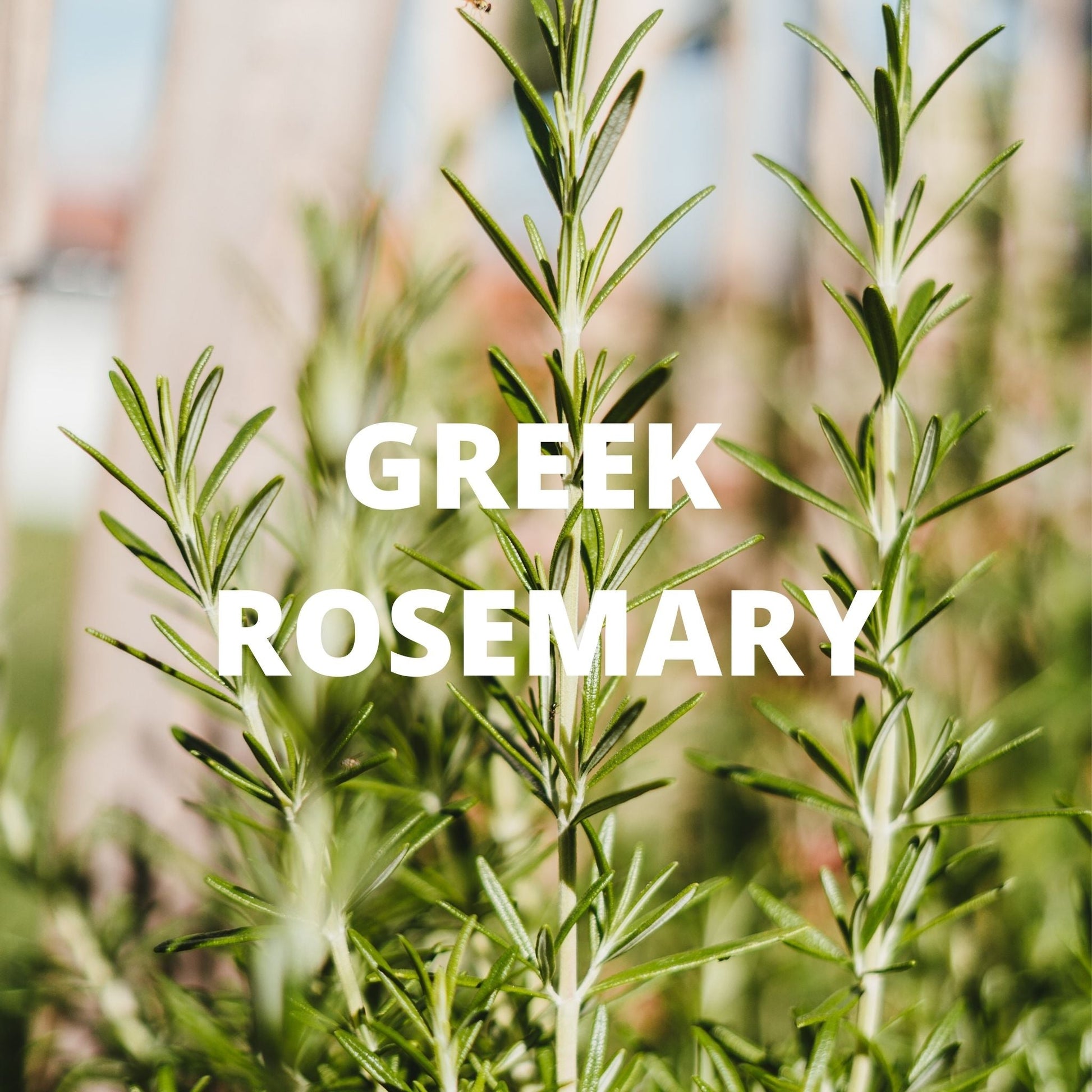 Greek rosemary