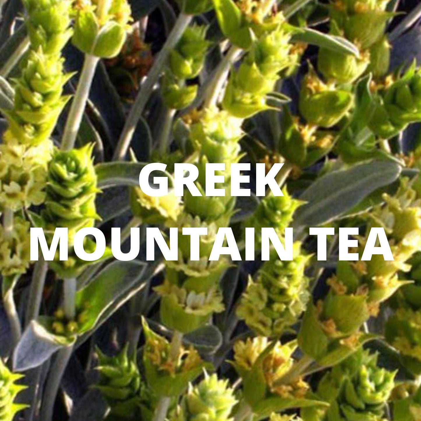 Greek Mountain tea