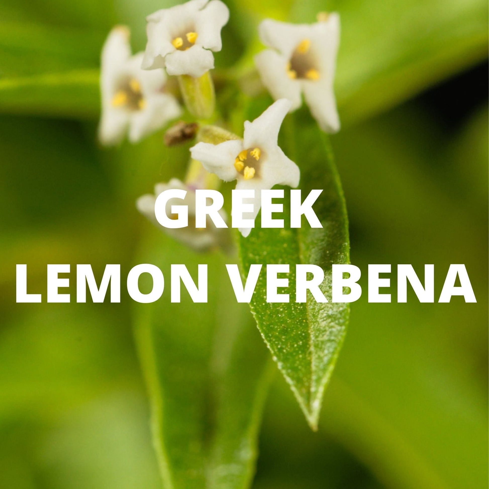 Greek lemon verbena