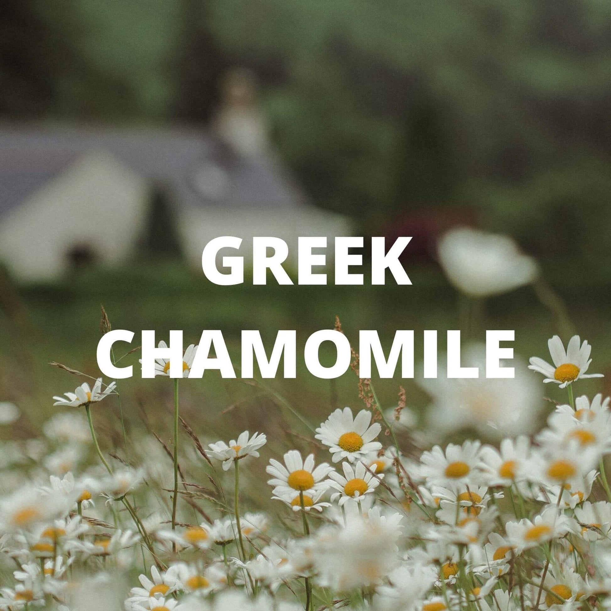 Santorini Tea - Greek Chamomile