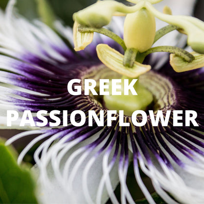 Sleep Tea - Greek Passionflower