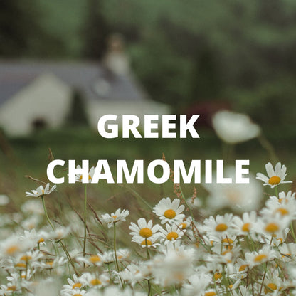 Sleep Tea - Greek Chamomile