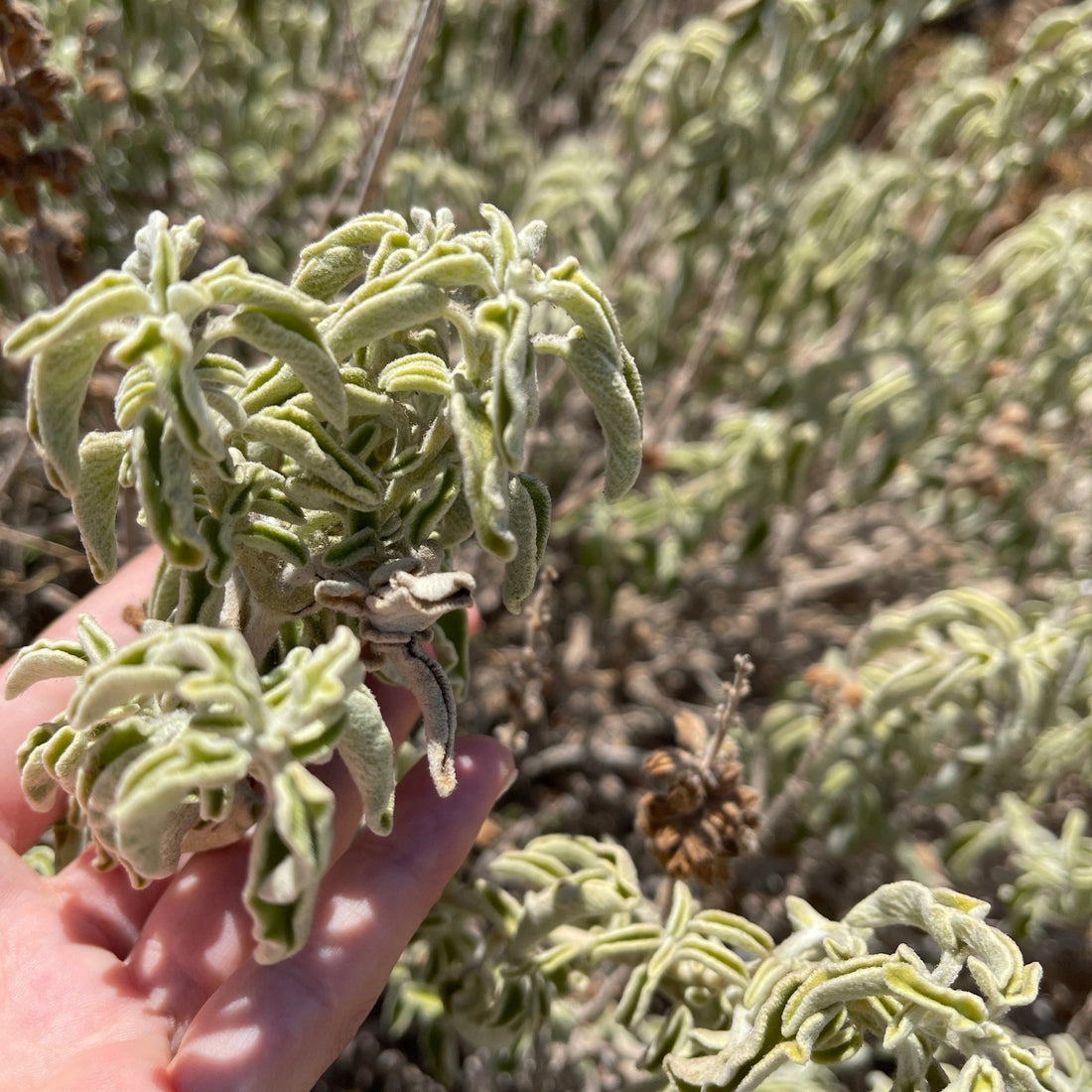 Ikaria Tea: A Blue Zone's Secret to Longevity - Greek Superherbs