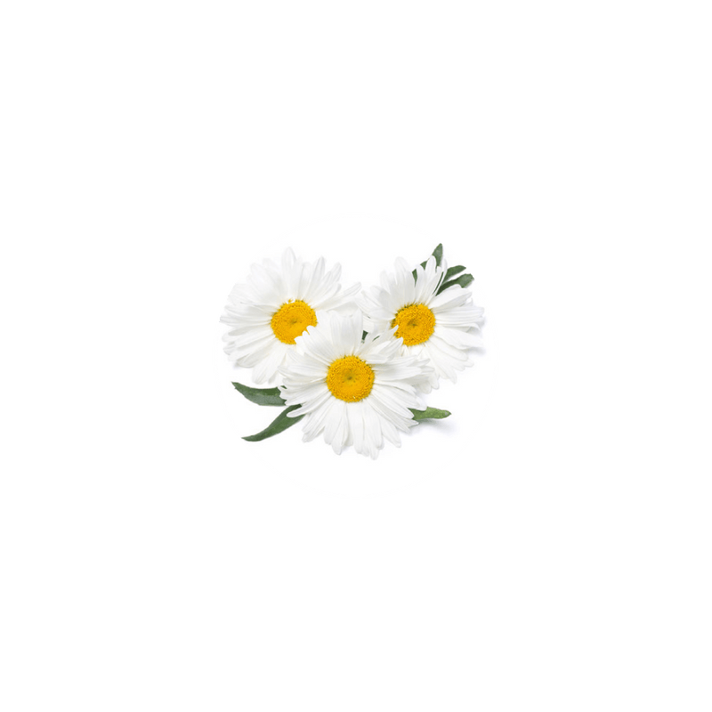 Organic Chamomile Flowers