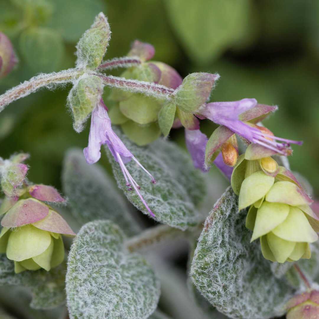 Dittany of Crete flowering on limestone