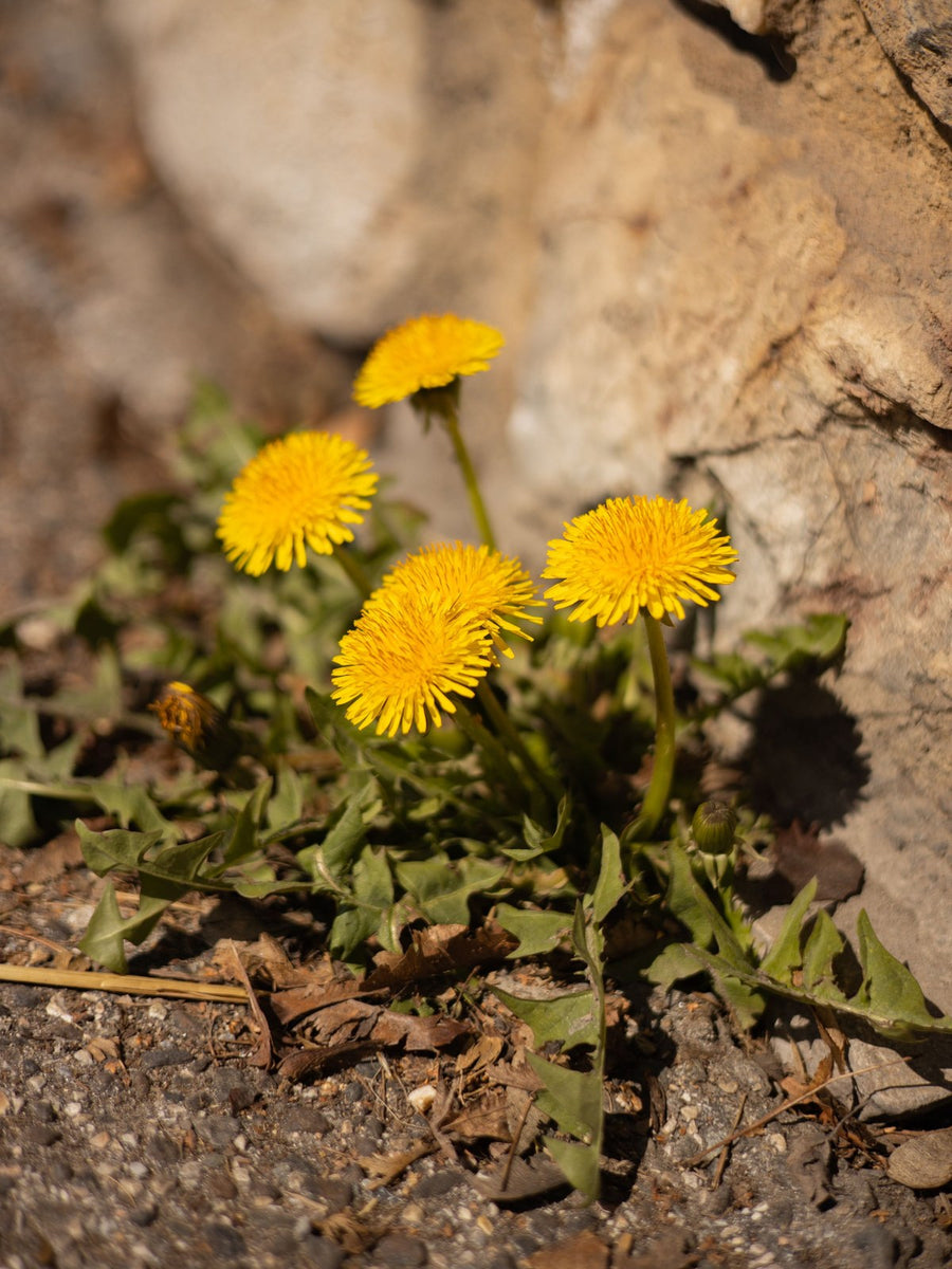 Dandelion plant in a spring meadow