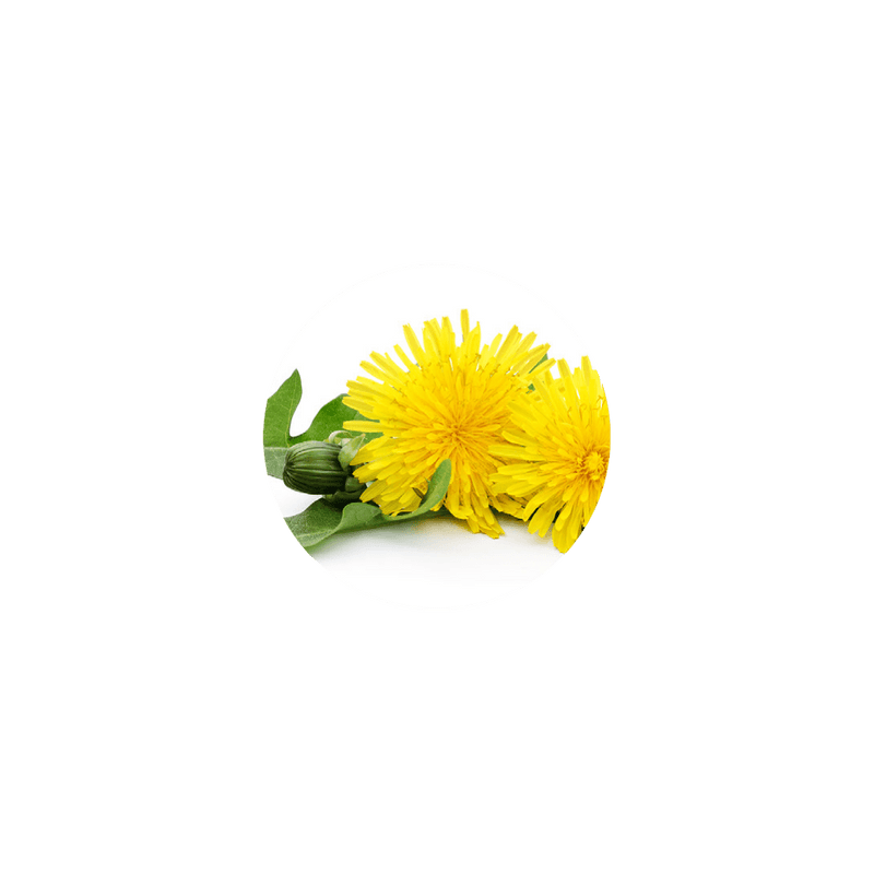 Organic Dandelion Root