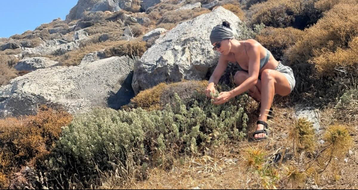 Eleftheria picking wild herbs on a rocky Greek hillside