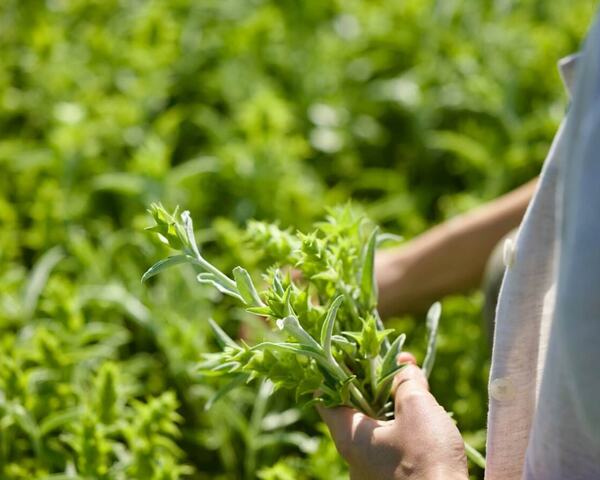 Hand-harvesting Greek herbs