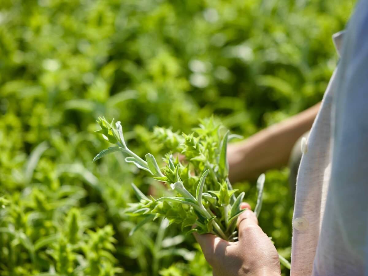 Freshly cut Greek mountain tea held in the field