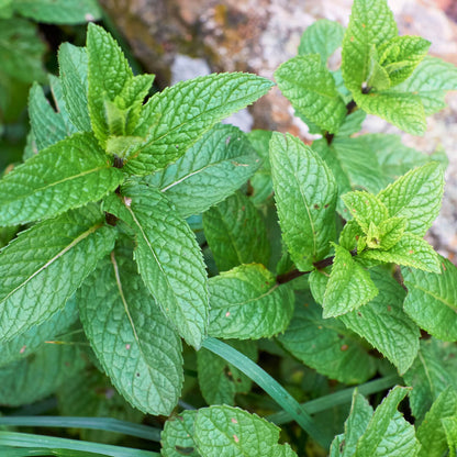 Greek Peppermint (Ikaria Blue Zone) - Greek Superherbs