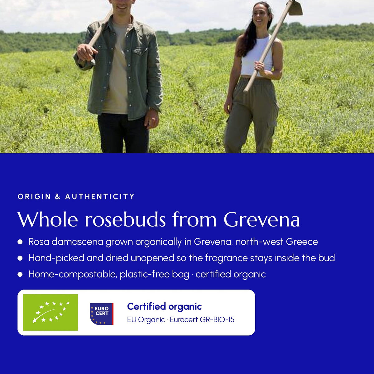 Greek Rose Tea (Grevena) - Greek Superherbs