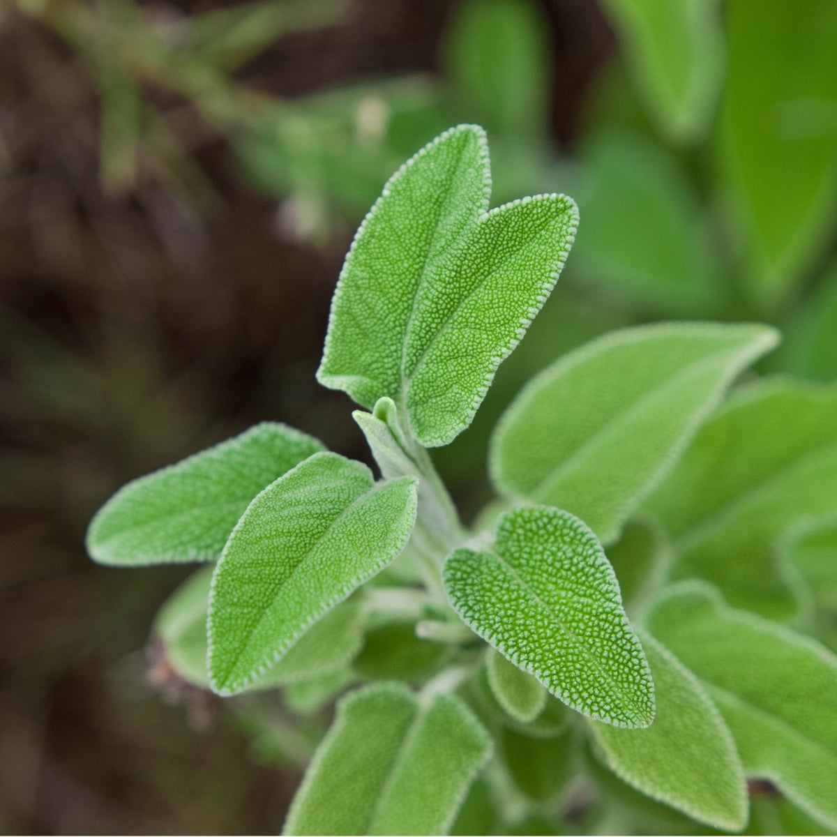 Fresh Greek sage leaves