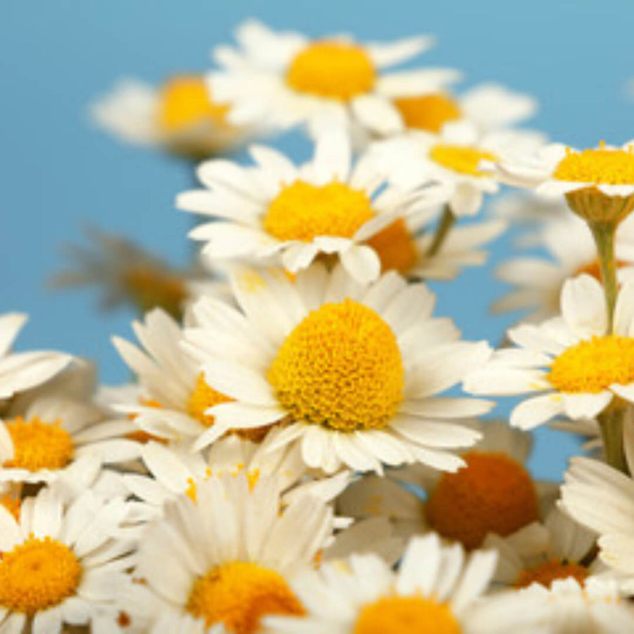 Flowers in a Greek meadow