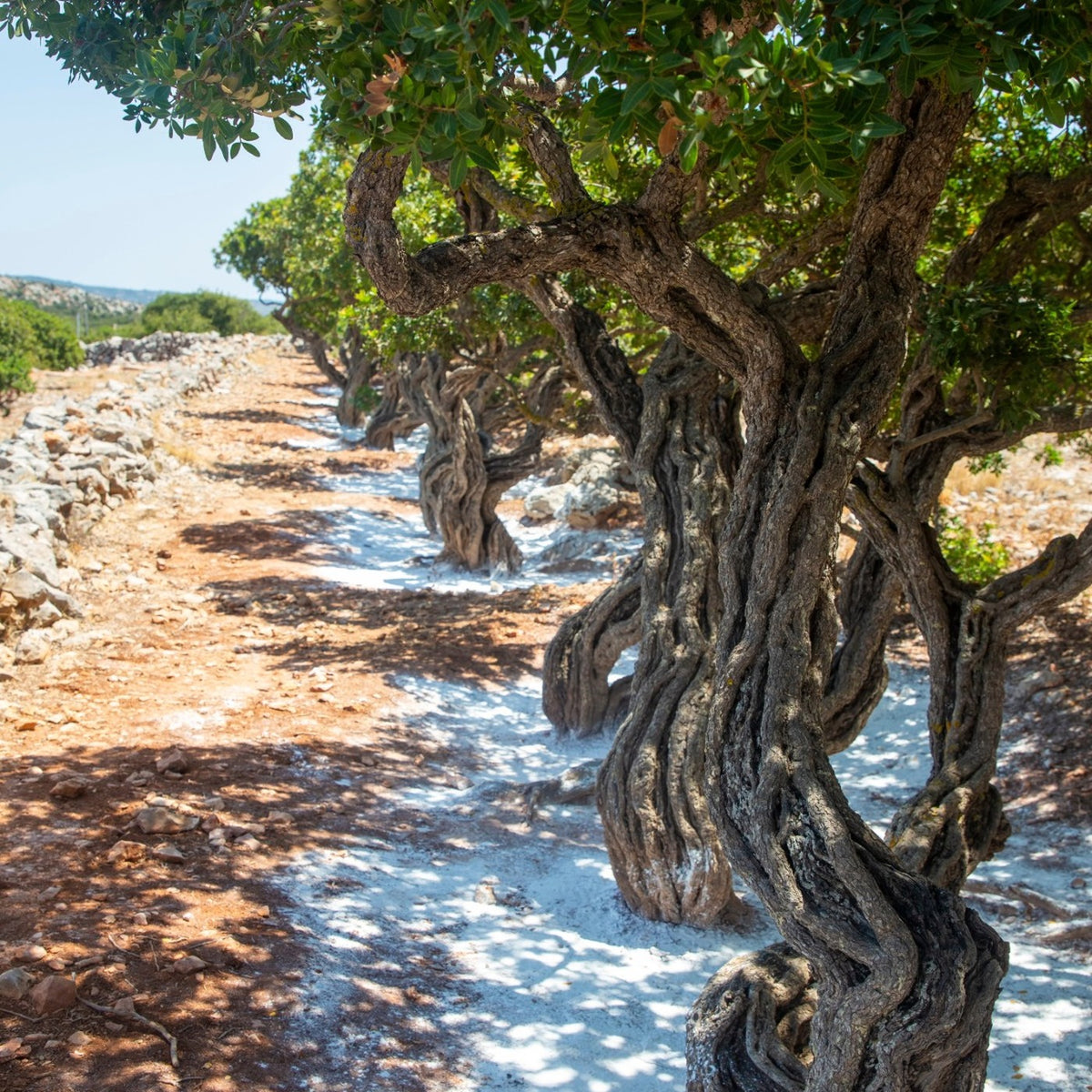 Chios, Greece — mastic trees in the southern mastic villages, resin tears on the whitened ground