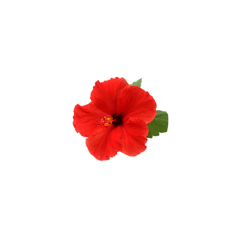 Organic Hibiscus Flowers