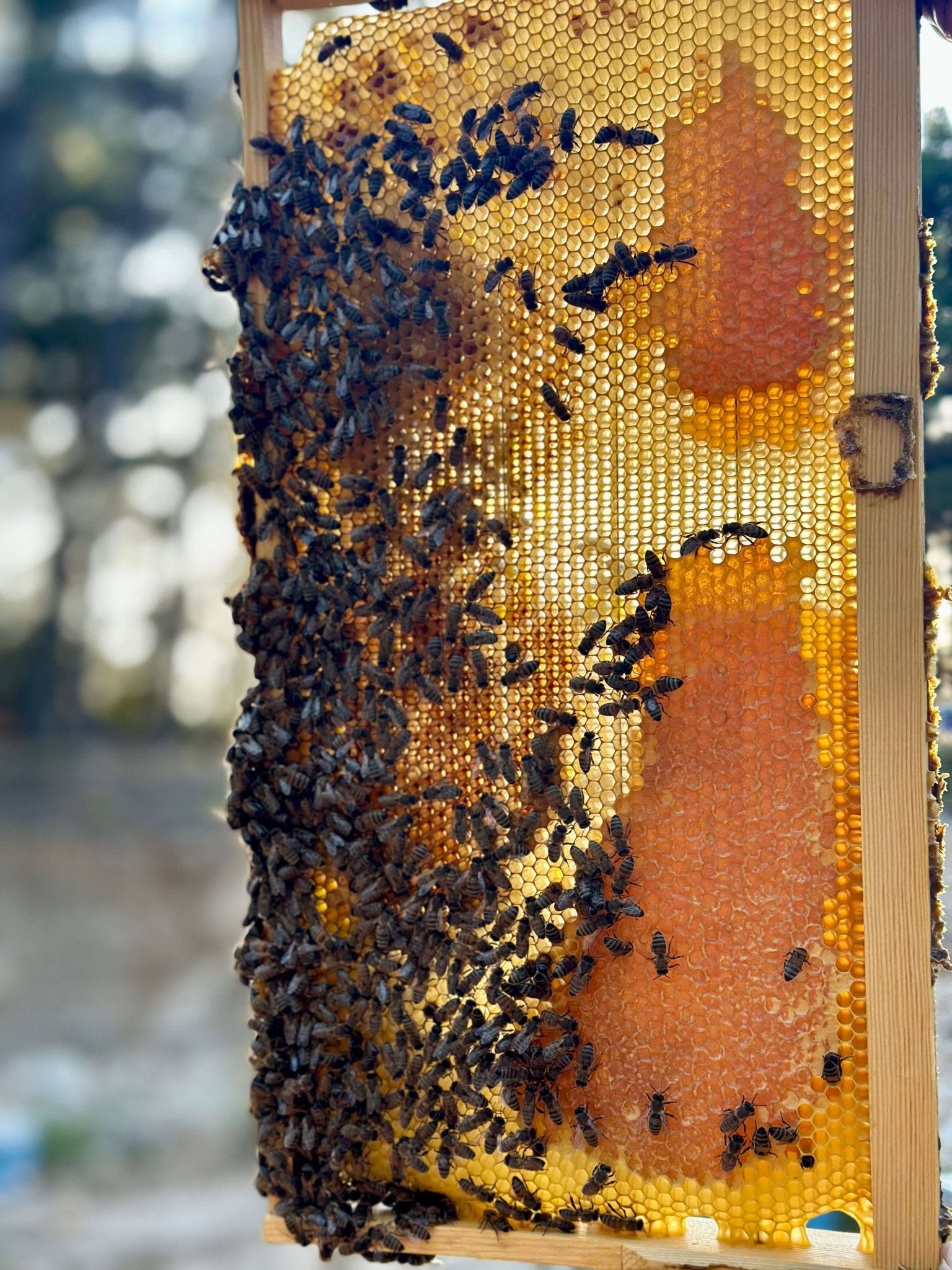 Ikaria Honey - Blue Zones - Greek Superherbs