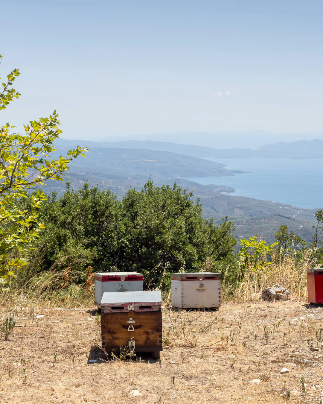 Ikaria Honey - Blue Zones - Greek Superherbs