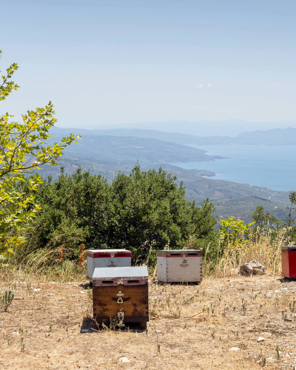 Ikaria Honey: Blue Zones' Nectar of Longevity