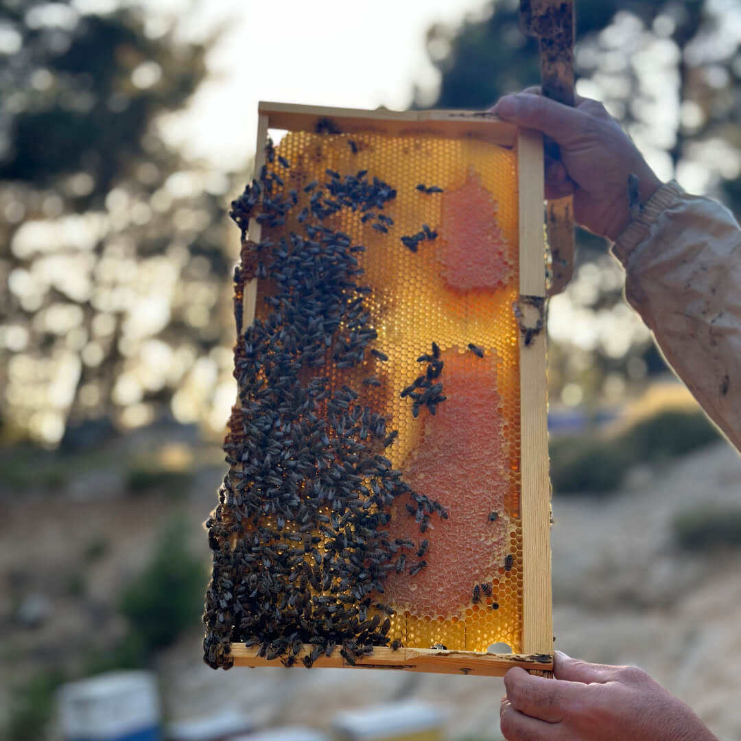 ikaria honey greek superherbs