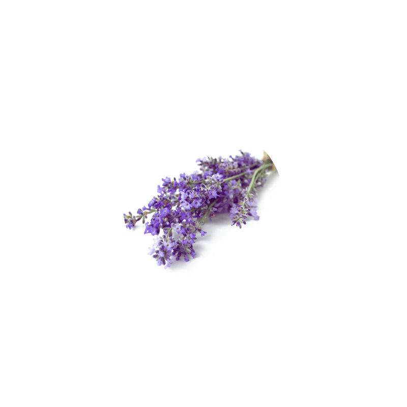 Organic Lavender Buds