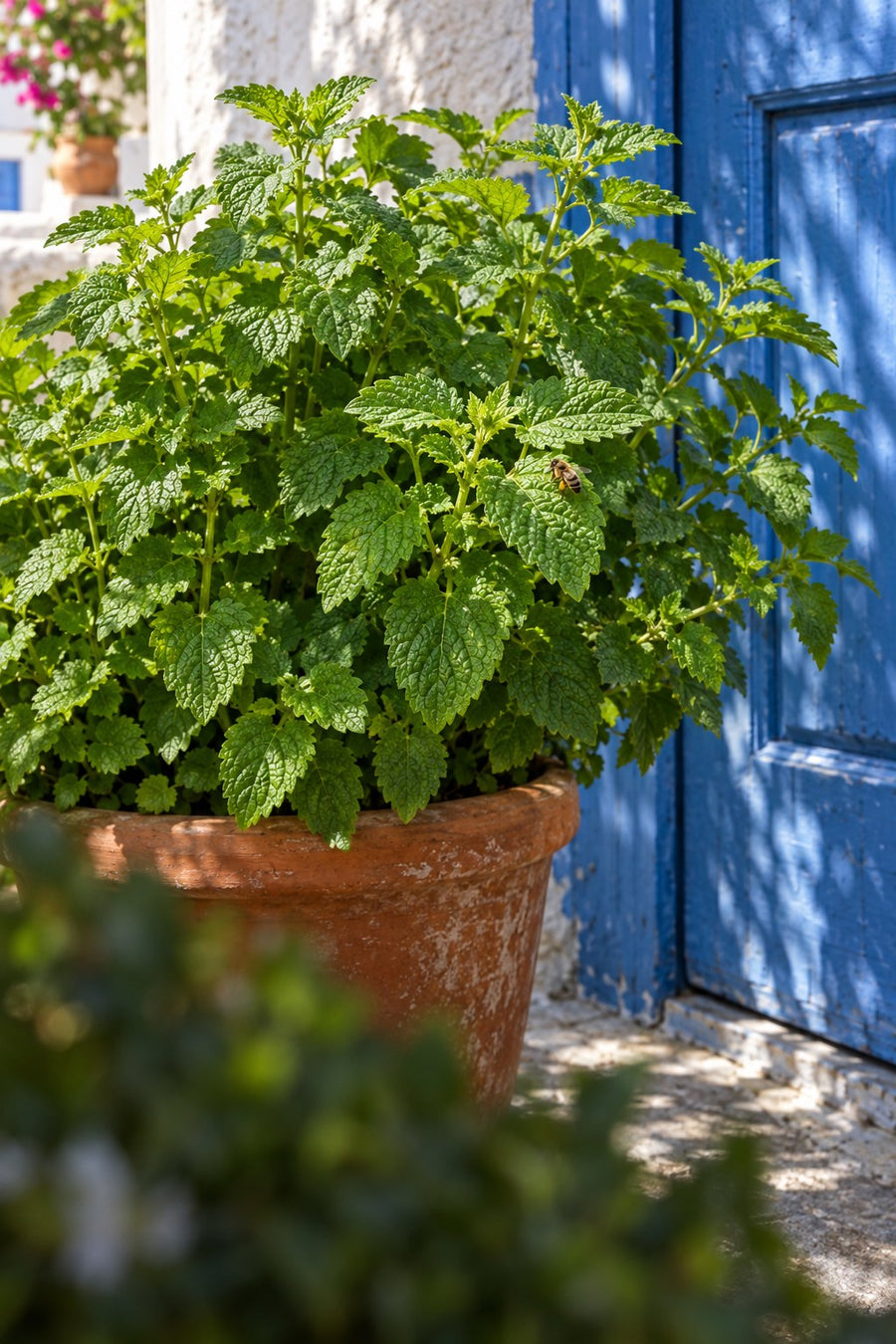 Lemon balm leaves in a Greek garden