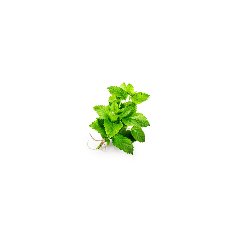 Organic Lemon Balm
