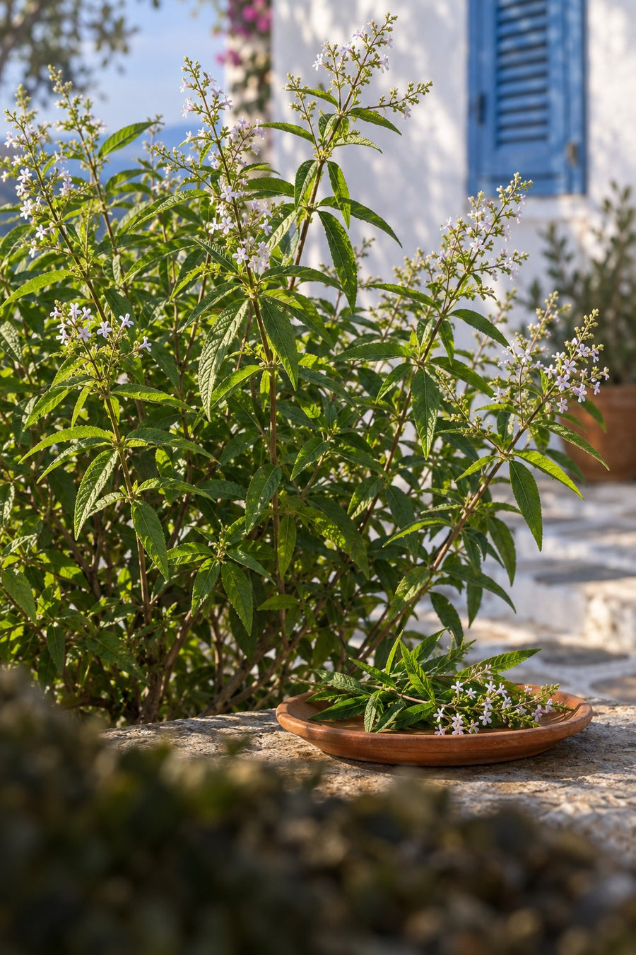 Lemon verbena growing by a whitewashed Greek wall
