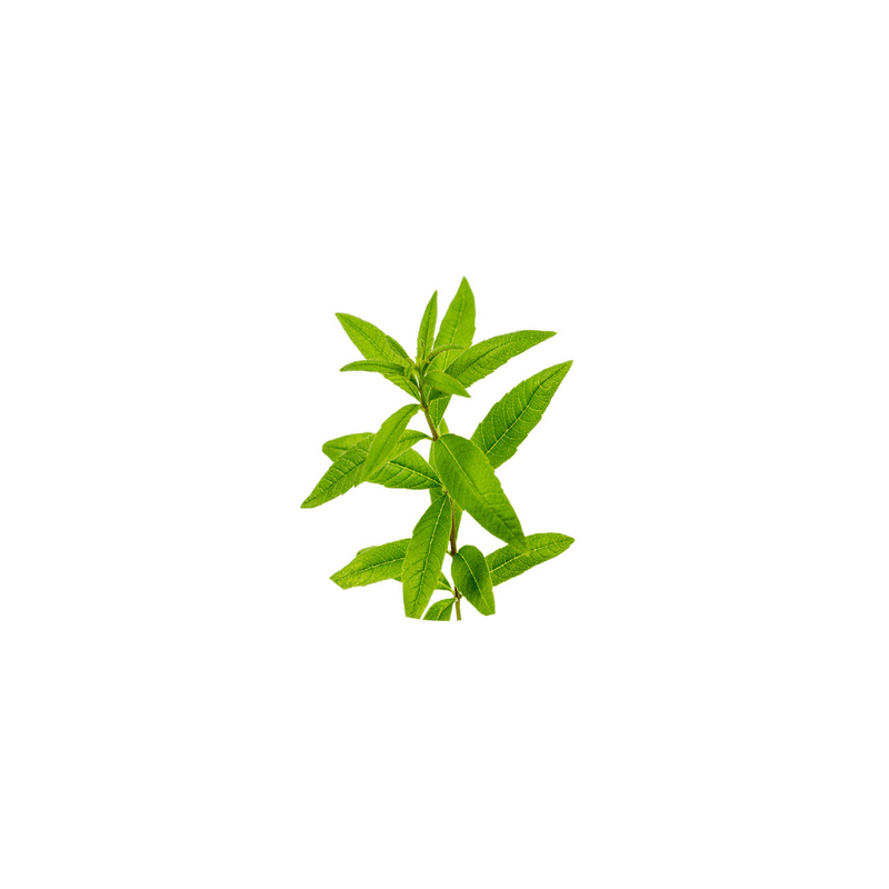Organic Lemon Verbena