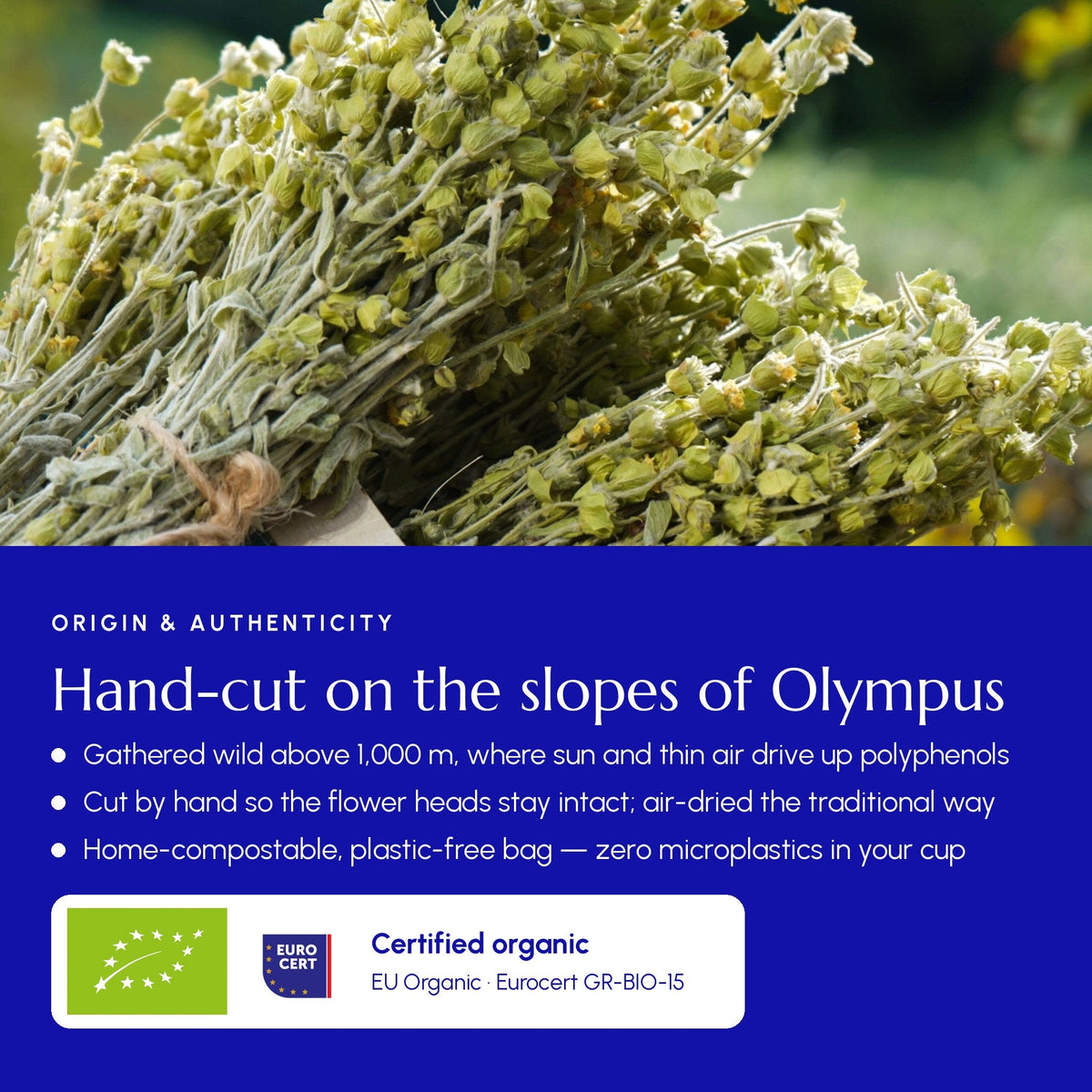 Mountain Tea (Mount Olympus) - Greek Superherbs