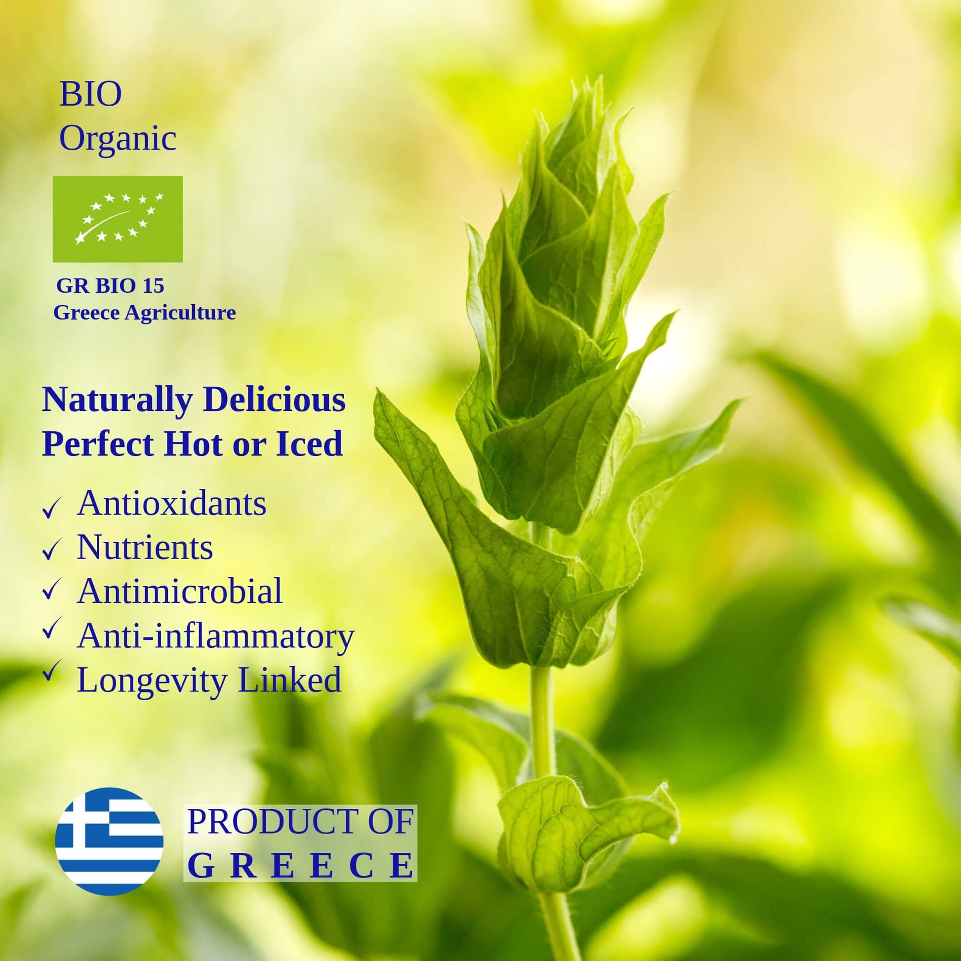 Mountain Tea (Mount Olympus) - Greek Superherbs
