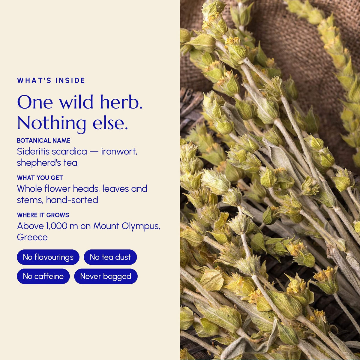 Mountain Tea (Mount Olympus) - Greek Superherbs