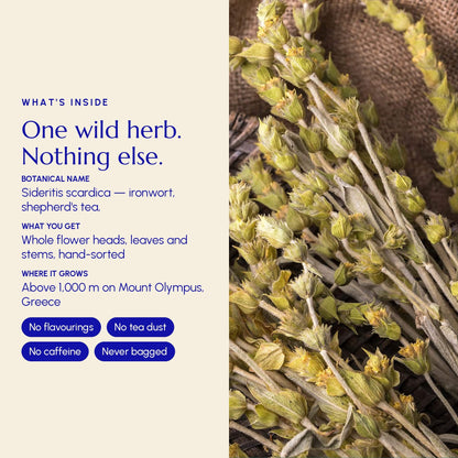 Mountain Tea (Mount Olympus) - Greek Superherbs
