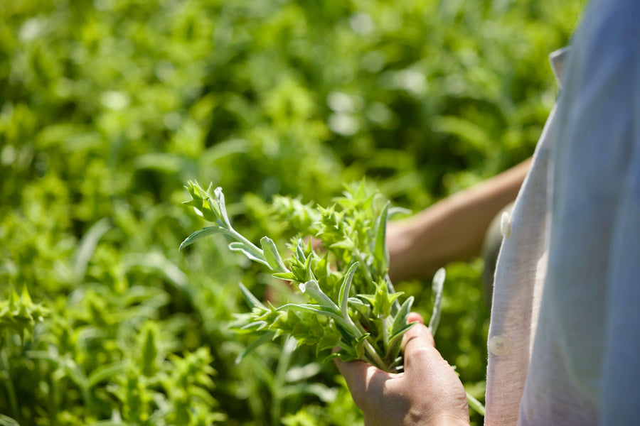 Hand-picking Greek mountain tea on a sunlit hillside
