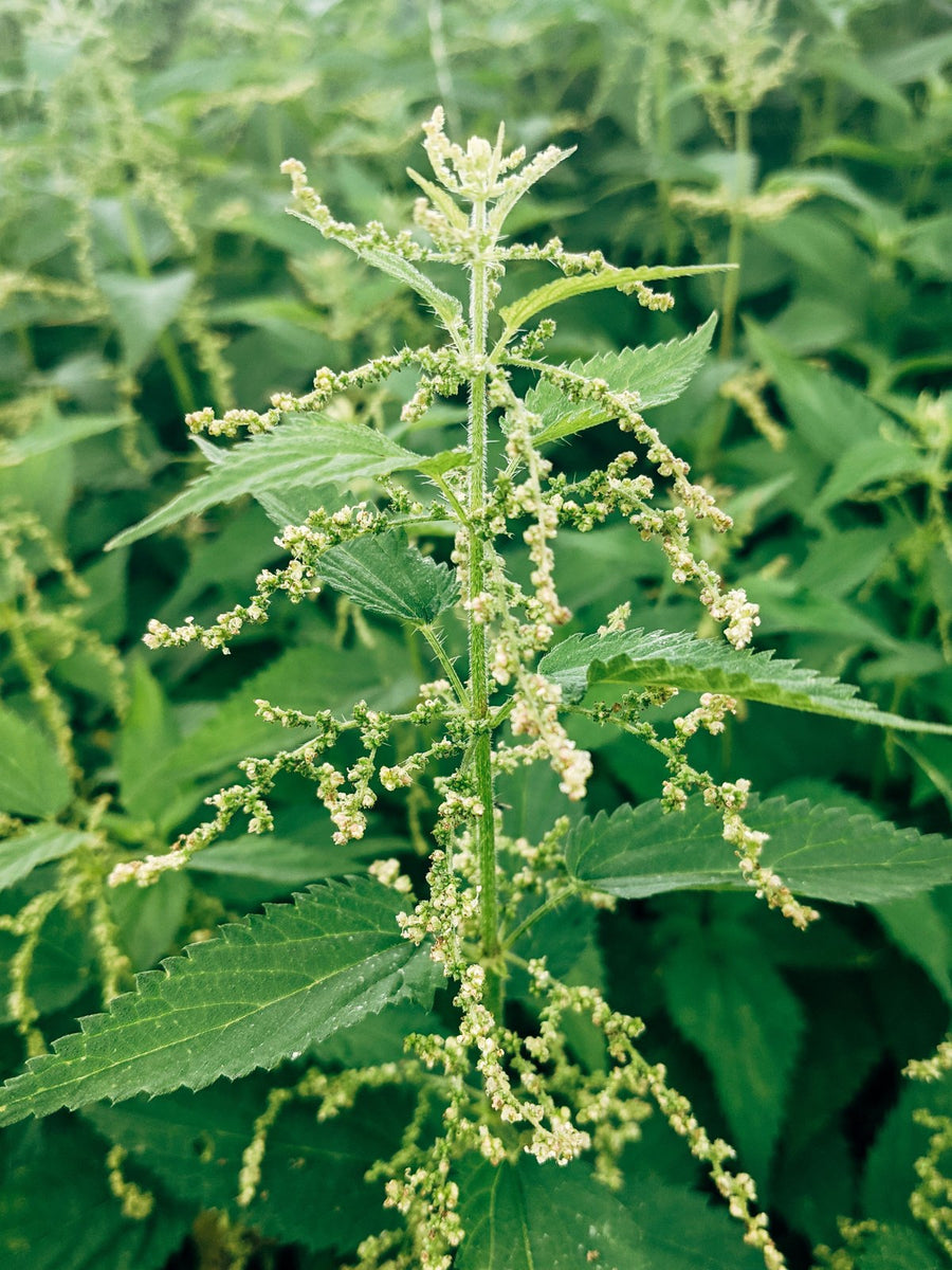 Stinging nettle plant