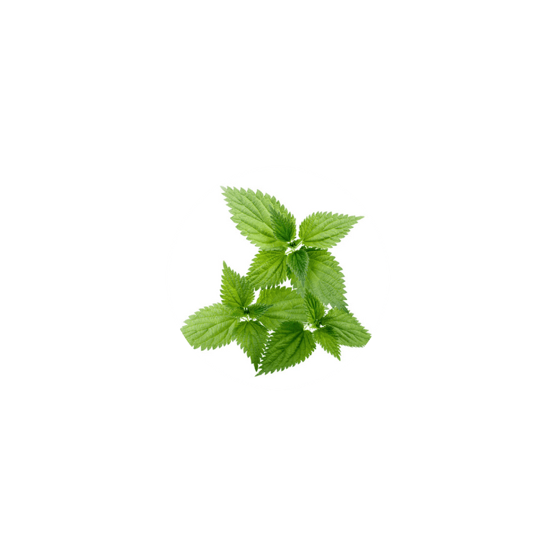 Organic Stinging Nettle