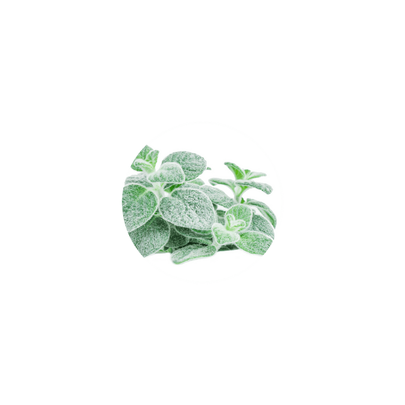 Organic Dittany of Crete
