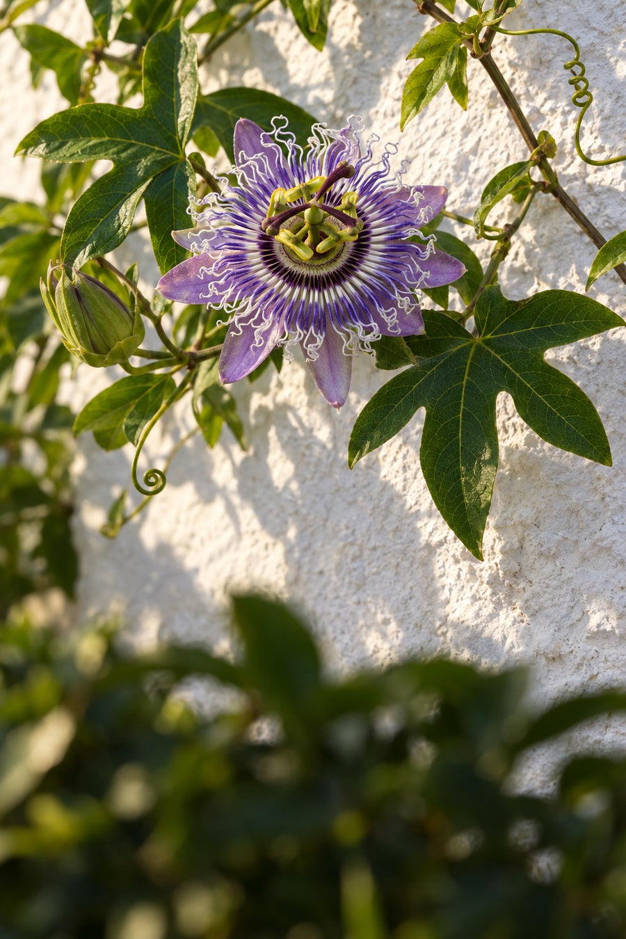 Passionflower blooming on a Greek stone wall