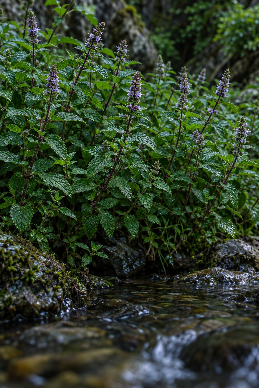 Peppermint growing beside a Greek stream